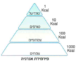 (בספר תרשים בצורת פירמידה)